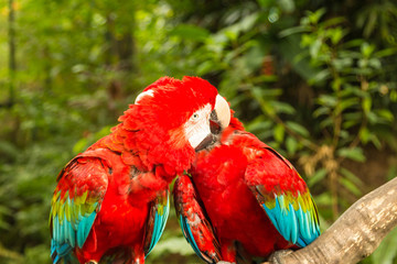 Pair of macaw parrots in Singapore Sentosa bird park