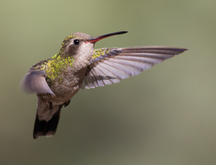 Fototapeta na wymiar Female Broad-billed Hummingbird