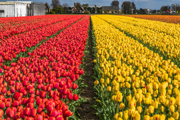 Beautiful tulip fields in Lisse in the Netherlands. This fields are near the Keukenhof and the best season for tulips are April and May.