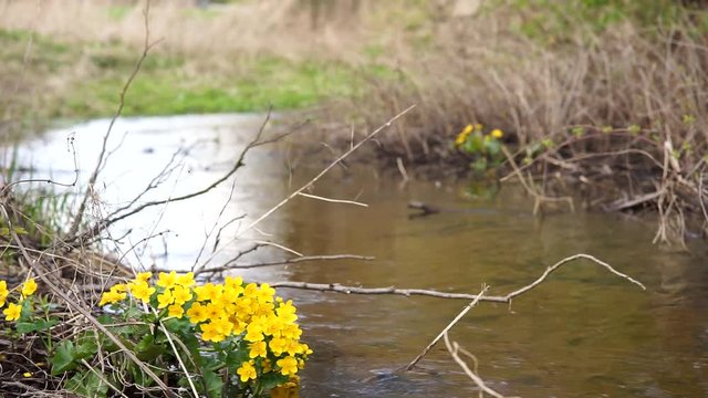 ż&oacute;łte kwiaty nad strumieniem