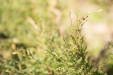 juniper twigs