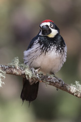 Male Acorn Woodpecker