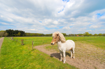 White horse in meadows