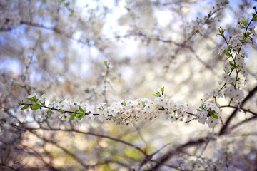 toned background spring tree branches with young leaves sun glare blur bokeh