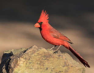 Male Desert Cardinal
