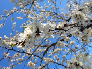 Цветущий  Абрикос