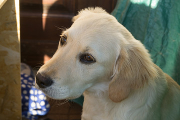 Puppy dog, golden retriever puppy, labrador