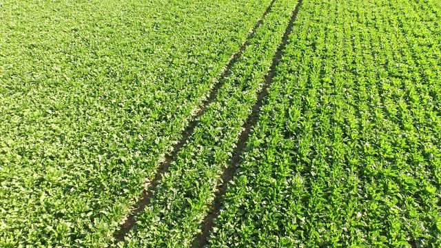 Aerial video of sugar beet field in germany