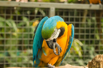 Blue and gold ara macaw parrot in Singapore Sentosa bird park © umike_foto