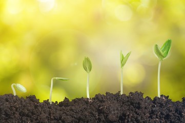 Seeding.