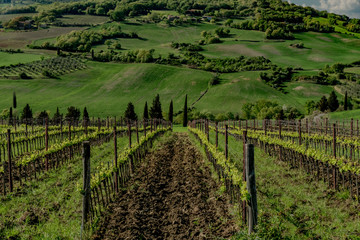 Fototapeta na wymiar Panorama of green val d'orcia hills in tuscany italy in spring, land of red wine and cypresses
