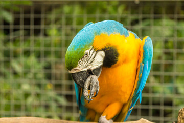 Blue and gold ara macaw parrot in Singapore Sentosa bird park © umike_foto