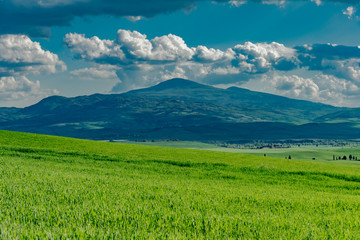 Fototapeta premium Panorama of green val d'orcia hills in tuscany italy in spring, land of red wine and cypresses