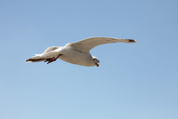 Möwe im Flug