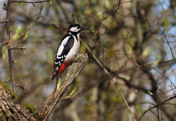 Woodpecker at the branch at the forest