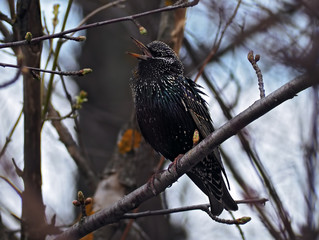 starling at the branch singing