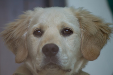 Puppy dog, golden retriever puppy, labrador
