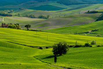 Fototapeta na wymiar stunning landscape of green hills of the Val d'Orcia in Tuscany, the land of wine brunello of the city of Siena and Montalcino