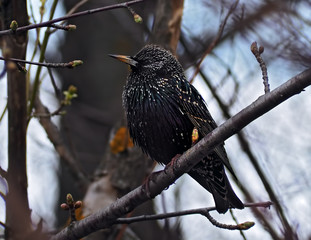 starling at the branch sitting