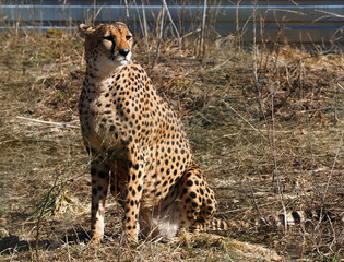 Gepard sitting at the grass © Sergii Mironenko
