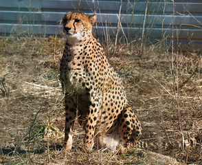 Gepard sitting at the yellow grass © Sergii Mironenko