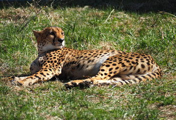 Gepard laying at the green grass © Sergii Mironenko