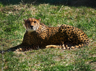 Gepard laying at the green grass and looking at camera © Sergii Mironenko