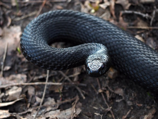 Snake black at the leaves at the forest