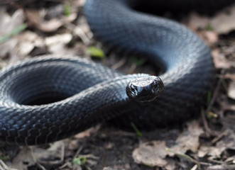 Snake black creeps at the leaves at the forest and looking a camera
