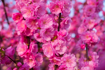 Background of beautifully blooming sakura