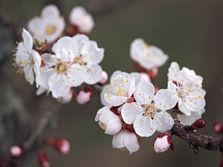 Obraz premium Apricot's blossom close-up at green background