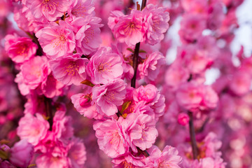 Background of beautifully blooming sakura