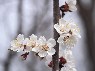 Apricot's blossom flowers close-up at white background at the branch