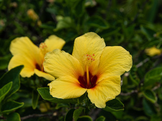 Fototapeta na wymiar Yellow hibiscus flowers on Maui