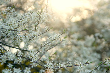 Spring flowering of fruit trees in the garden
