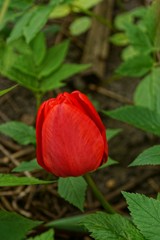 Красный тюльпан среди зелёных листьев