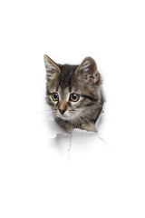 Kitty in hole of paper, little grey tabby cat attentively looks through torn white background, funny pet 