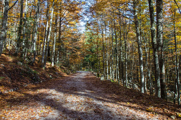 Obraz premium Dirt Forest Road in autumn colors with falling foliage