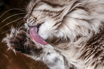 Fluffy gray cat licking his paw