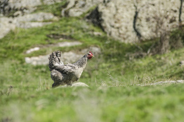 Gray hen walking on the green grass, free-range.