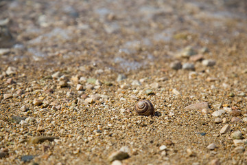 Fototapeta na wymiar Snail shell on sand - little snail house on sandy beach