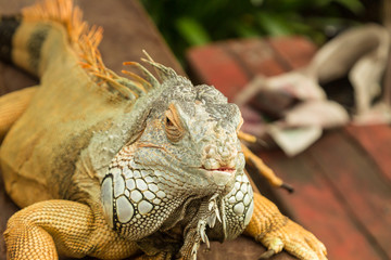 Brown Iguana in Singapore Sentosa park