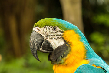 Blue and gold ara macaw parrot in Singapore Sentosa bird park © umike_foto