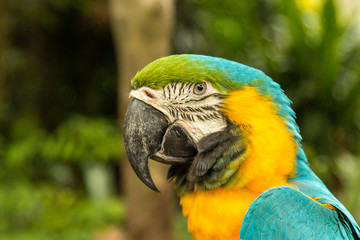 Blue and gold ara macaw parrot in Singapore Sentosa bird park © umike_foto