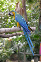 Le ara © Christelle.delforge