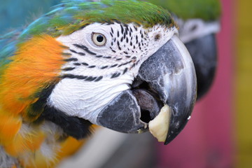 Ara © Christelle.delforge