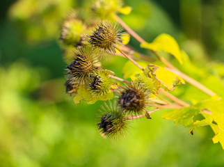 Distel, Verblüht, Grün, Sommer, Stachel, Heilung 