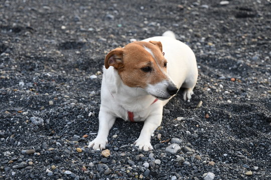 Jack Russell terrier in spiaggia
