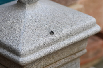 Fontana con insetto