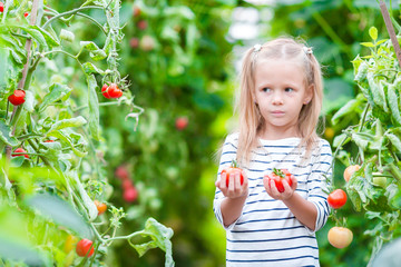 Adorable little girl with harvests of tomatoes in greenhouse. Season of ripening vegetables in green houses.